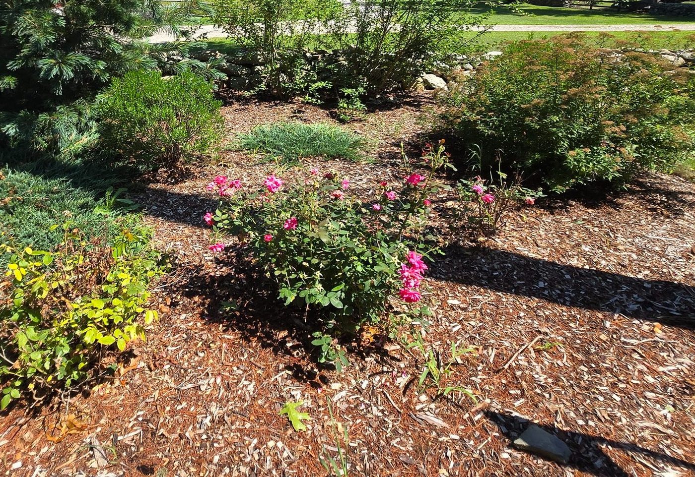 Shrub roses in mulch