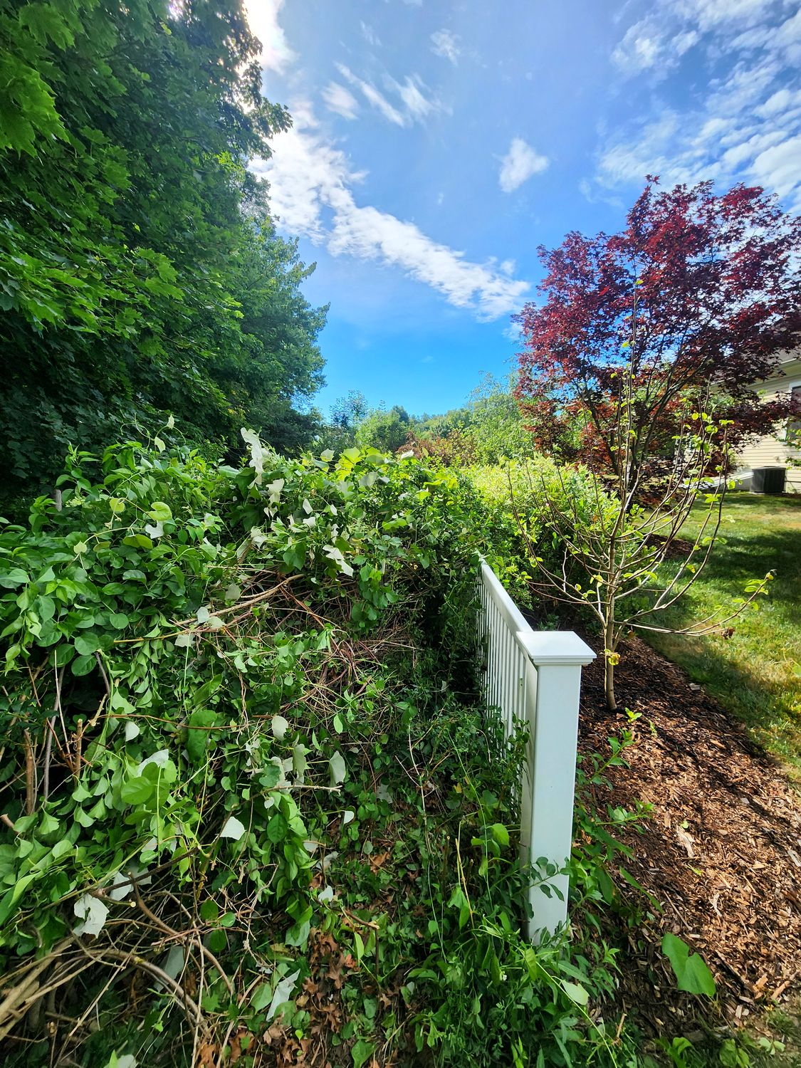 Fence line before clearing, buried under bittersweet