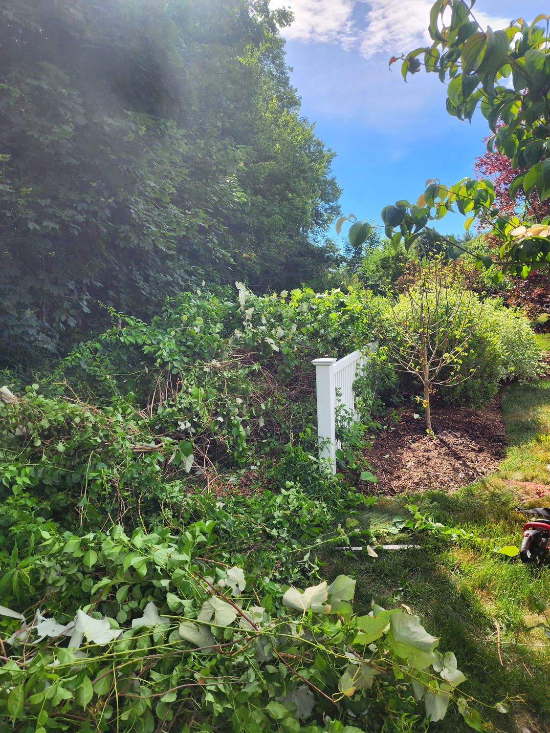 Fence corner overtaken by vines