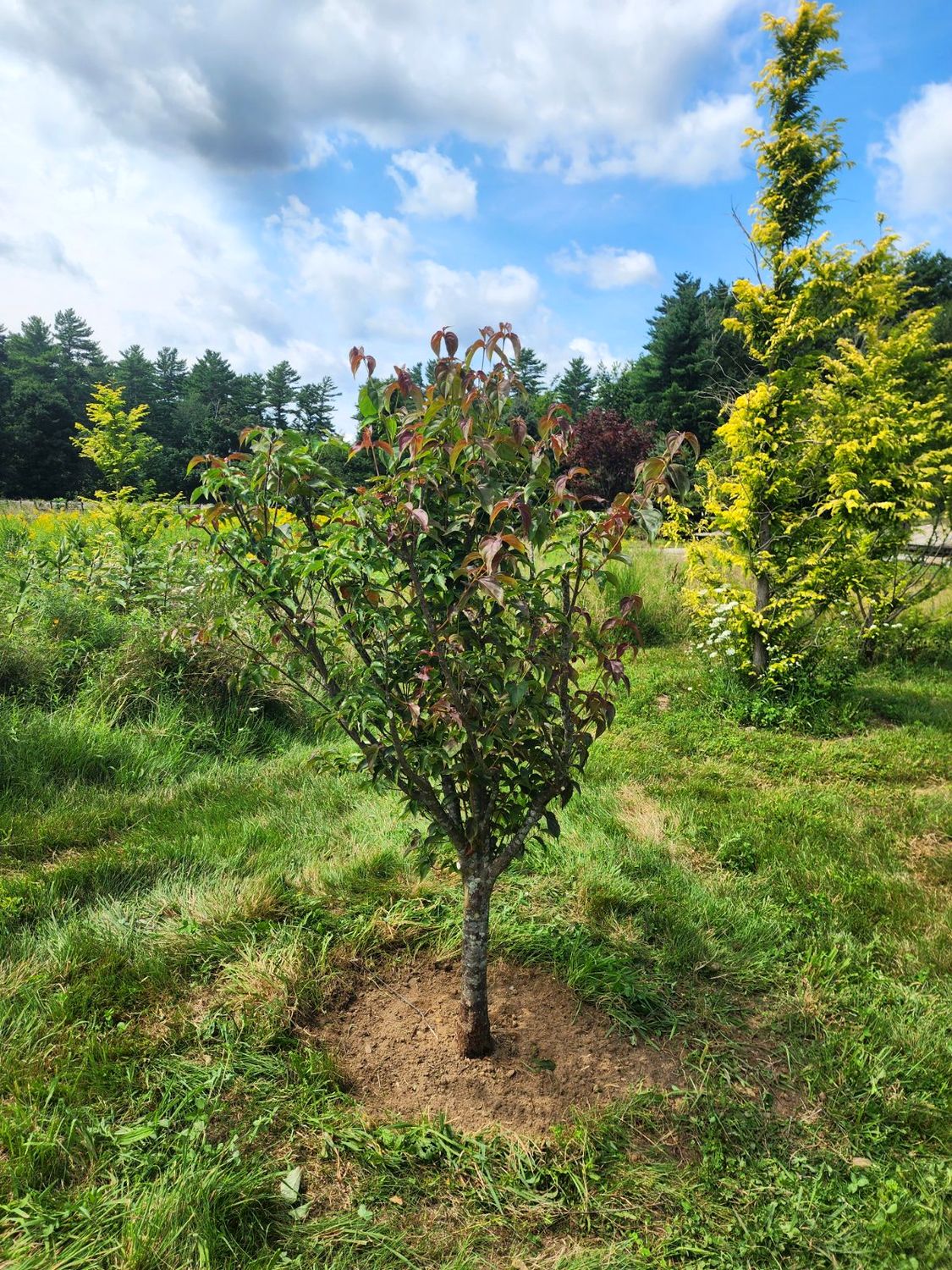 A dogwood after pruning, thinned back to healthy wood