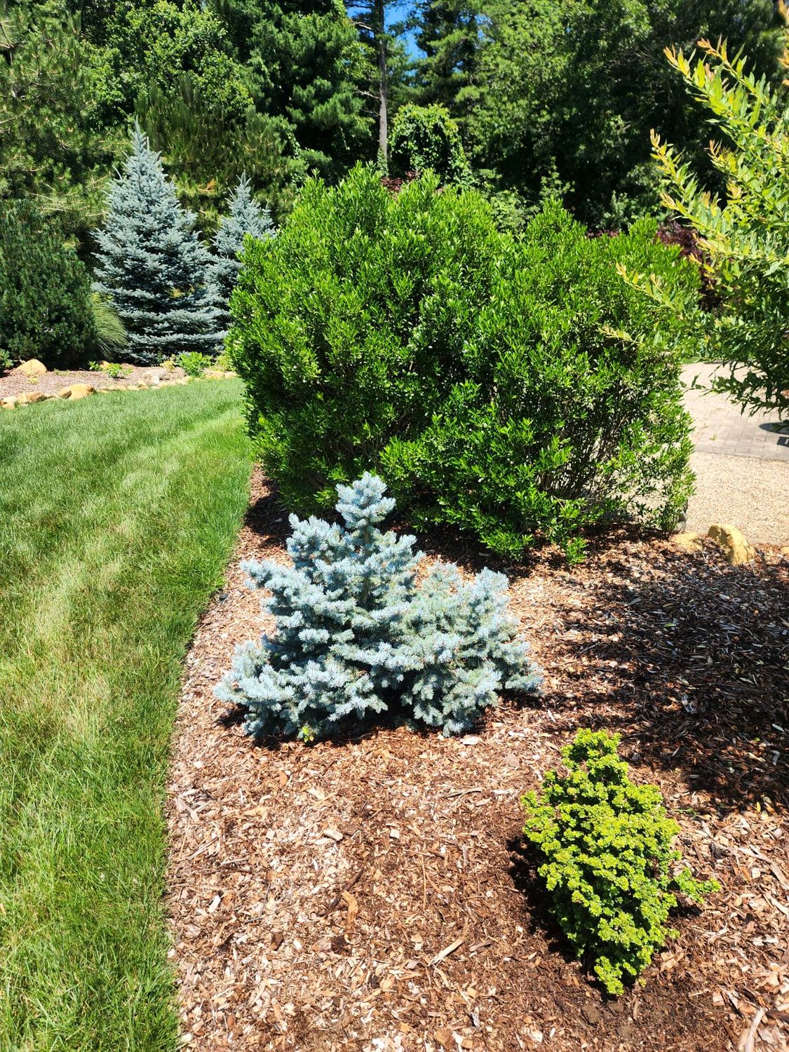 Boxwood, blue spruce, and dwarf conifers in a bed after pruning