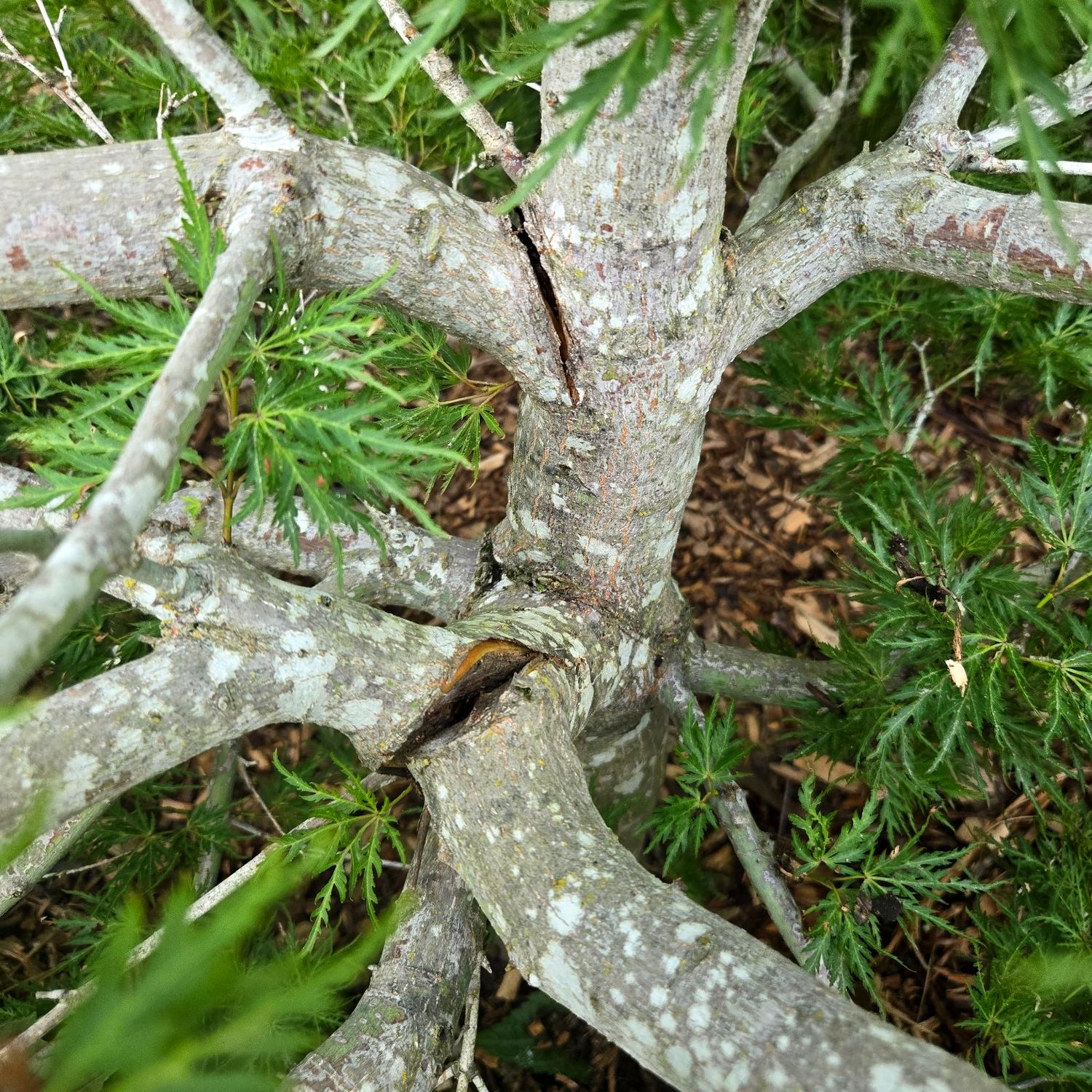 Laceleaf Japanese maple branch structure with a snow-damage split, mid-restoration