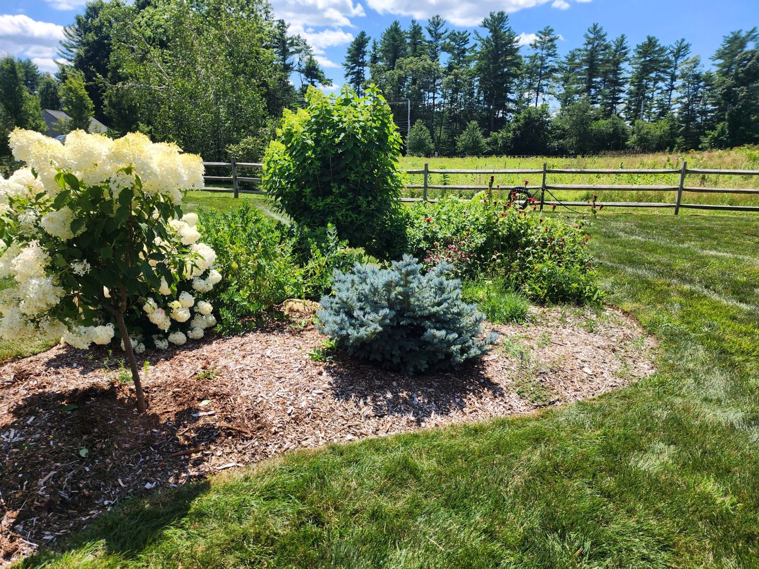 The same island bed earlier, sparse and newly planted
