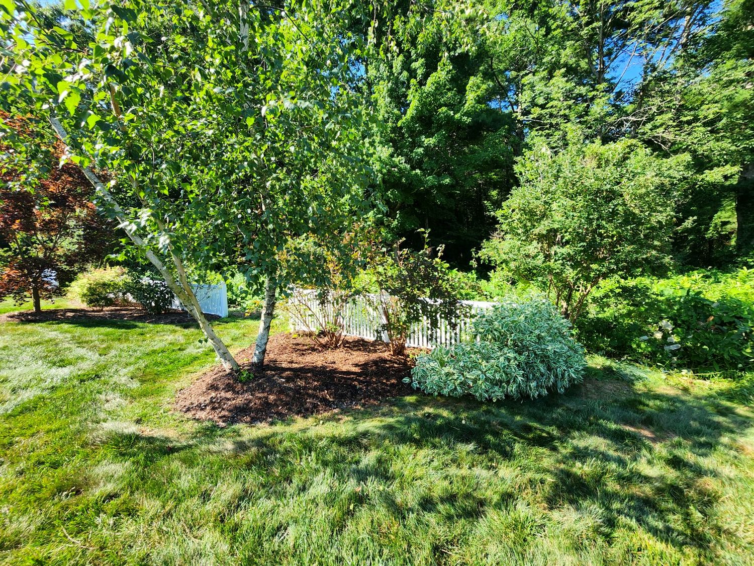 The birch bed after: opened up and weeded, with a blue spruce beside the birch